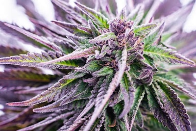 Week In Review Purple
