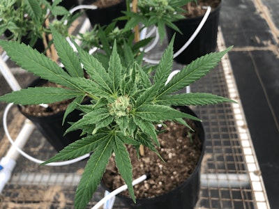 5 Rvf Hemp Company Fmt