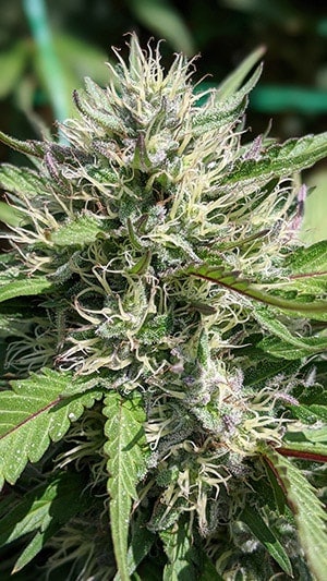 7sol Flower 300