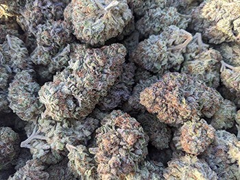7 Sol Nuggets2