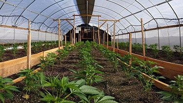 7 Sol Wide indoor 375