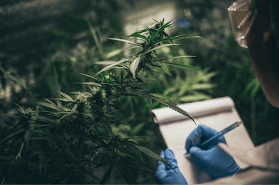 Adobe Stock 328888128 Researcher Lab Pen Cannabis Fmt
