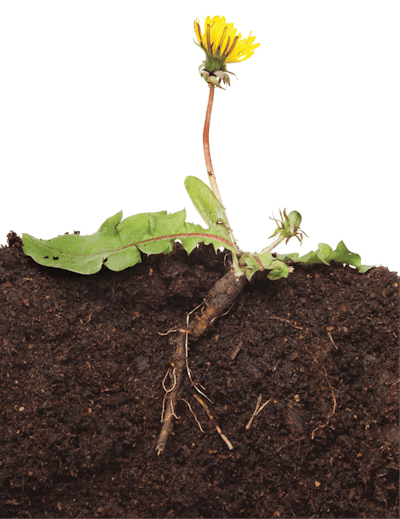 Adobe Stock 40978797 Dandelion Fmt