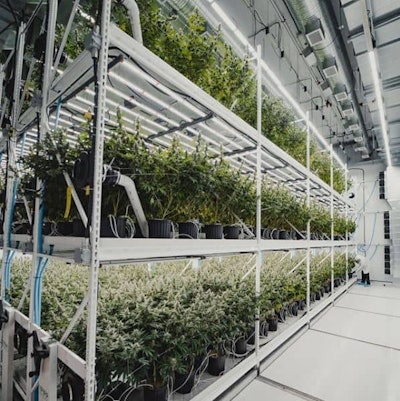 Candre Cannabis Vertical Farm