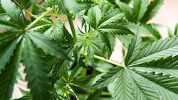 Cannabis