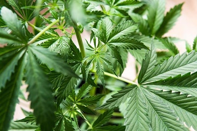 Cannabis