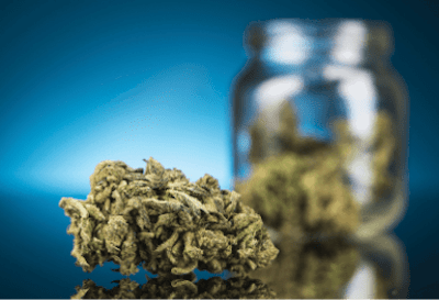 Cannabis Flower Blue Background Fmt