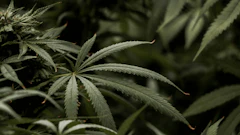 Cannabis