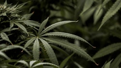 Cannabis