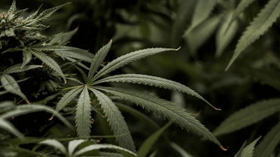 Cannabis
