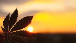 Cannabis Sunset Adobe Stock254206833