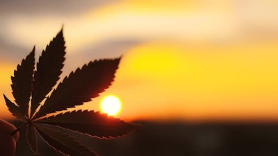 Cannabis Sunset Adobe Stock254206833
