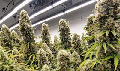 Compassionate Dankness