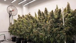 A cannabis flower room at Texas Original Compassionate Cultivation