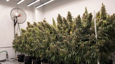A cannabis flower room at Texas Original Compassionate Cultivation