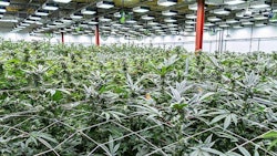 Cultivationfacility N Jcuraleaf