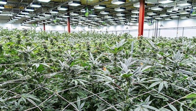 Cultivationfacility N Jcuraleaf