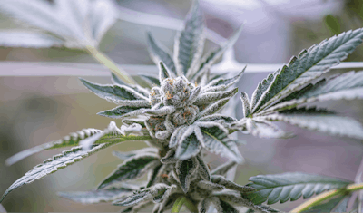 Dsc 1770 Balanced E1 Animal Fmt