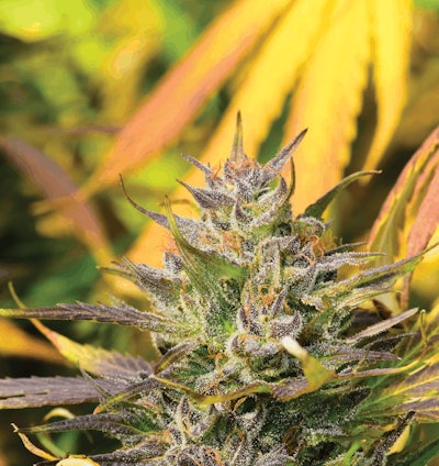 Fullsizeoutput 4e4b Fmt