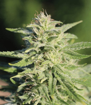 Good Hemp Umpqua Fmt