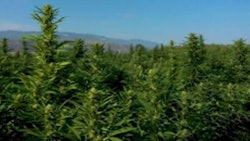Hemp Field
