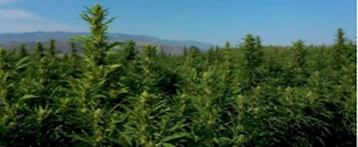 Hemp Field