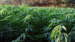 Hemp Img