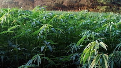 Hemp Img