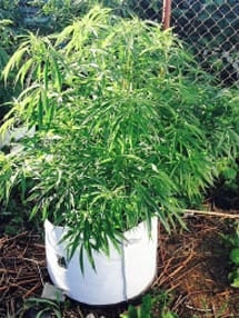Hemp Plant 215