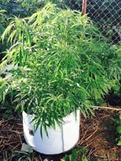 Hemp Plant 215