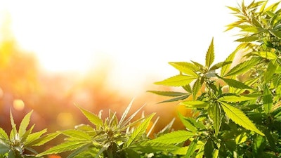 Hemp Sunlight