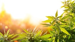Hemp Adobe Stock290542633
