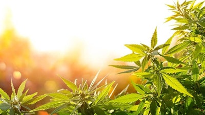 Hemp Adobe Stock290542633