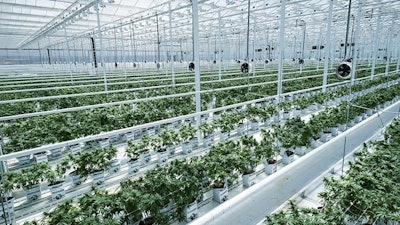 HEXO Corp.’s acquisition of Redecan will make it the No. 1 licensed producer by market share in Canada.