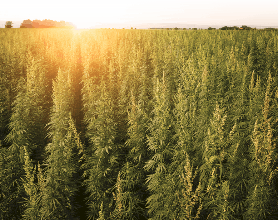 I Stock 1014177340 Cannabis Field Fmt