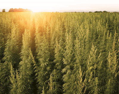 I Stock 1014177340 Cannabis Field Fmt