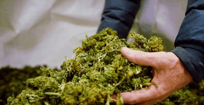 I Stock 1204090281 Man Hands Dry Untrimmed Marijuana Cannabis Buds Indoor Growing Facility Fmt