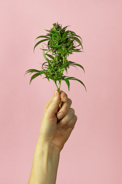 I Stock 1207993132 Cannabis Plant Fmt