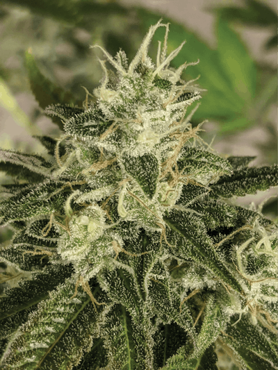 Lazy Dog Whole Plant Fmt