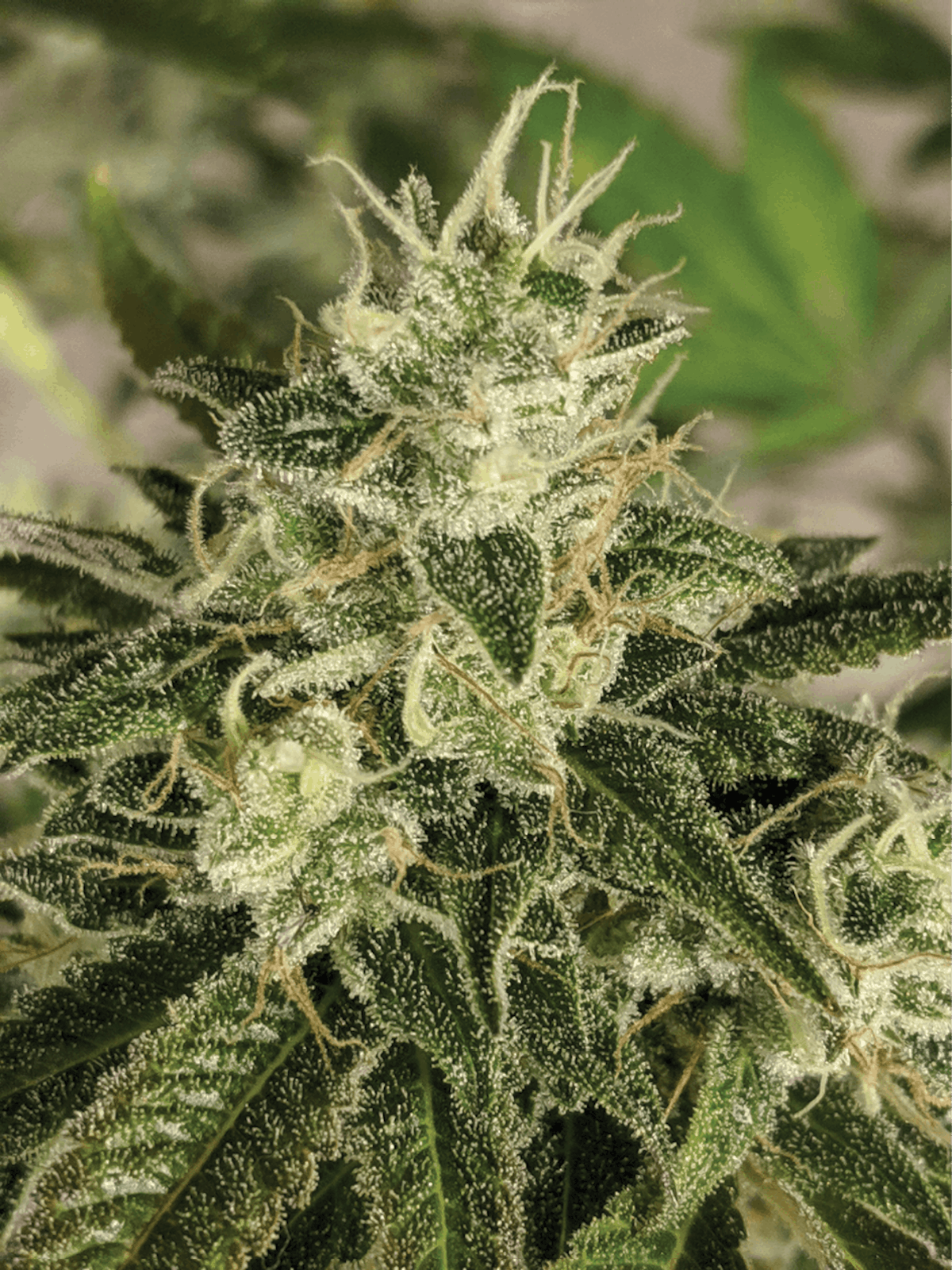 Lazy Dog: (f) Chemdog 91 x (f) Pacific Northwest Hashplant x (m) Northern  Lights #1 | Cannabis Business Times