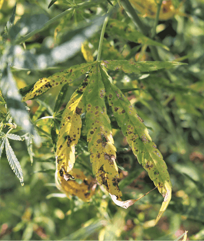 Leaf Spot Fmt