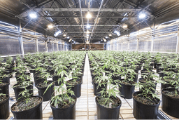 Pl Ask The Expert 2 Fmt