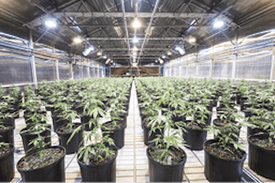 Pl Ask The Expert 2 Fmt