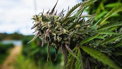Plant Wir