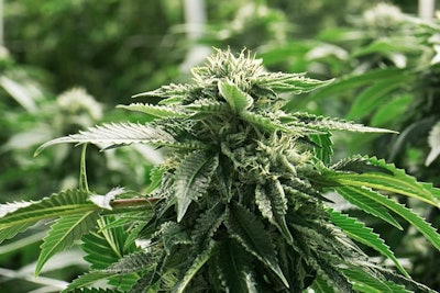Plant