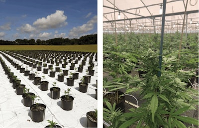 Plants In The Field Fmt