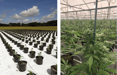 Plants In The Field Fmt