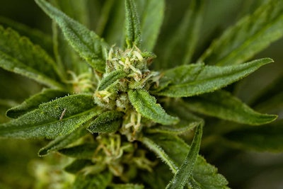 Ro Bud Resized