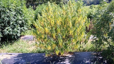 Southern Blight