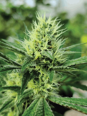 Sweetwaterhemppic1 Fmt